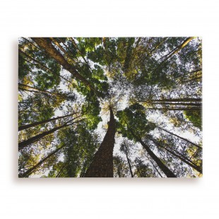 Canvas 16x20 นิ้ว
