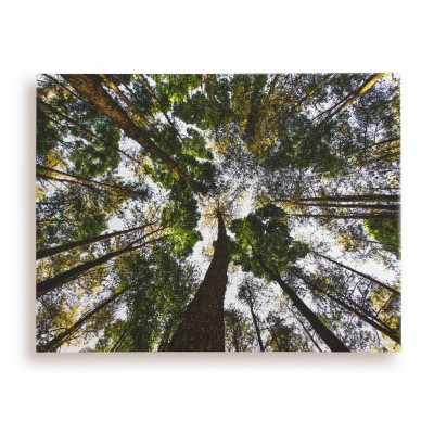 Canvas 16x20 นิ้ว